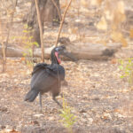 male Abyssinian Ground Hornbill (image by Diedert Koppenol)