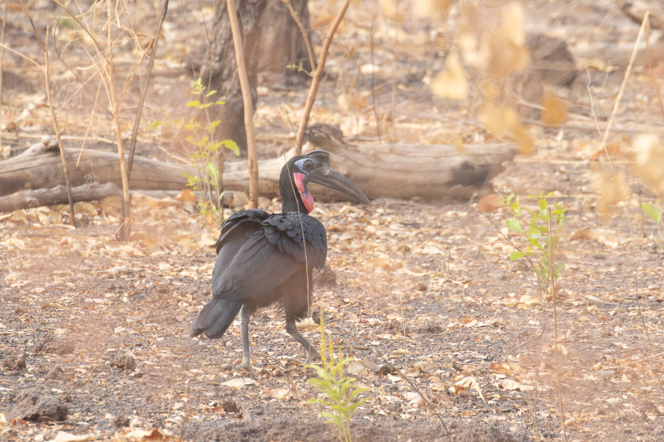 male Abyssinian Ground Hornbill (image by Diedert Koppenol)