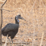 female Abyssinian Ground Hornbill (image by Diedert Koppenol)
