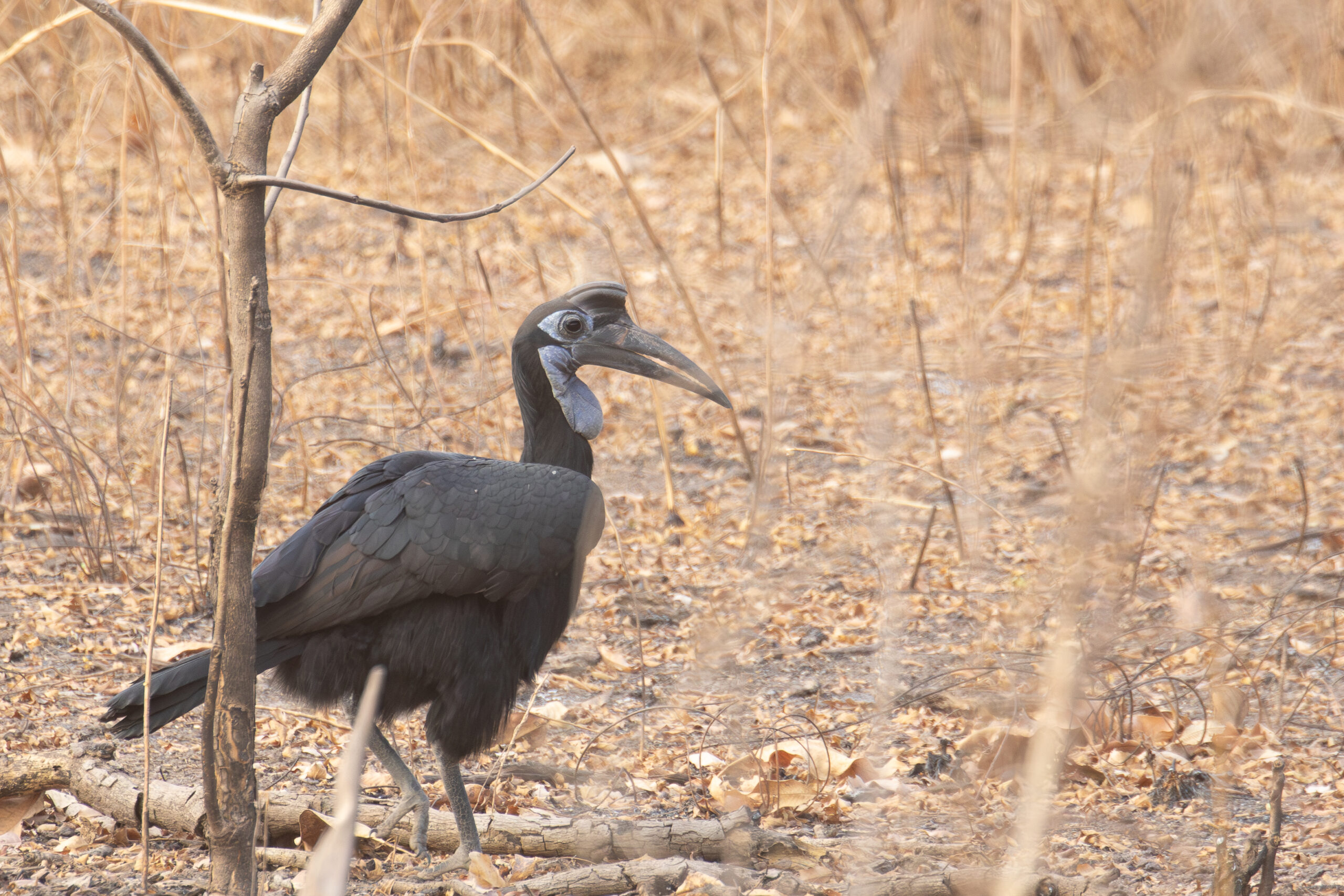 female Abyssinian Ground Hornbill (image by Diedert Koppenol)