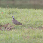 Adamawa Turtle Doves (image by Diedert Koppenol)