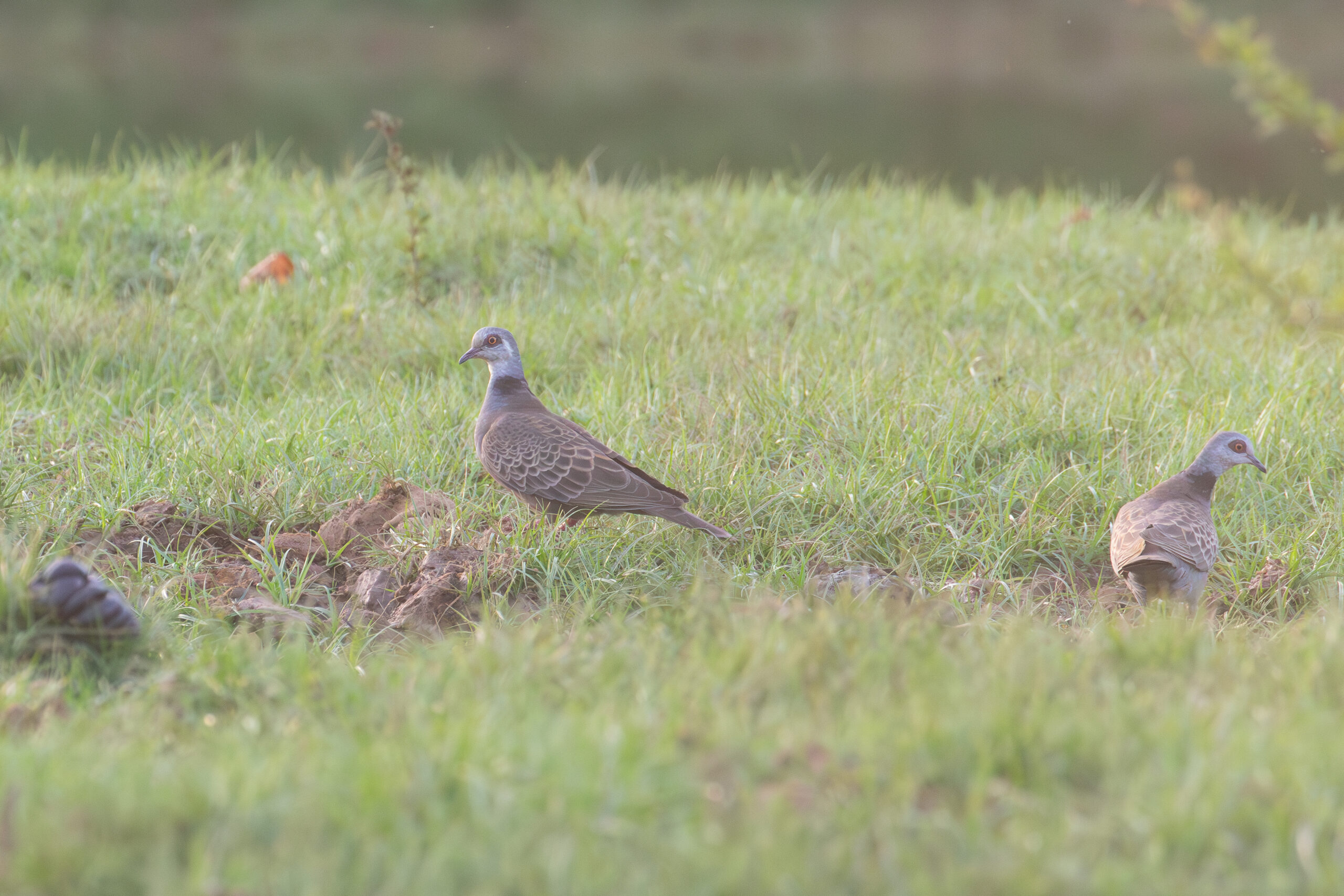Adamawa Turtle Doves (image by Diedert Koppenol)