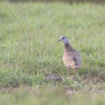 Adamawa Turtle Dove (image by Diedert Koppenol)