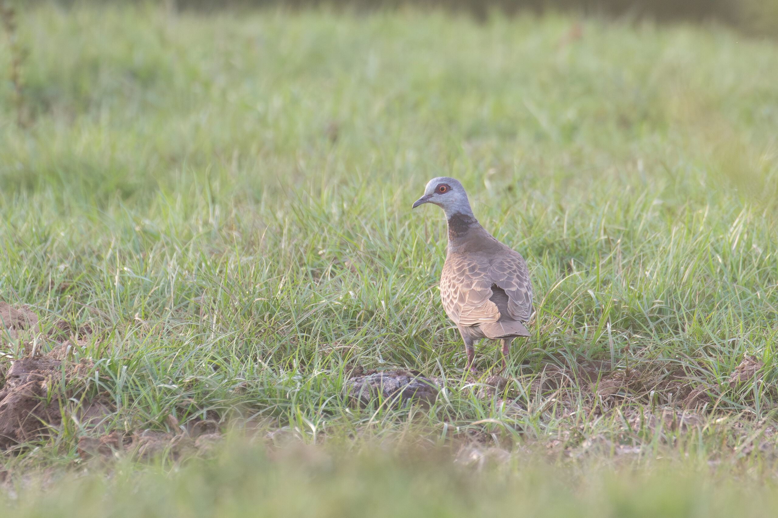 Adamawa Turtle Dove (image by Diedert Koppenol)