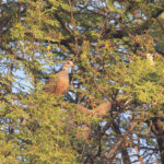 Adamawa Turtle Dove (image by Diedert Koppenol)
