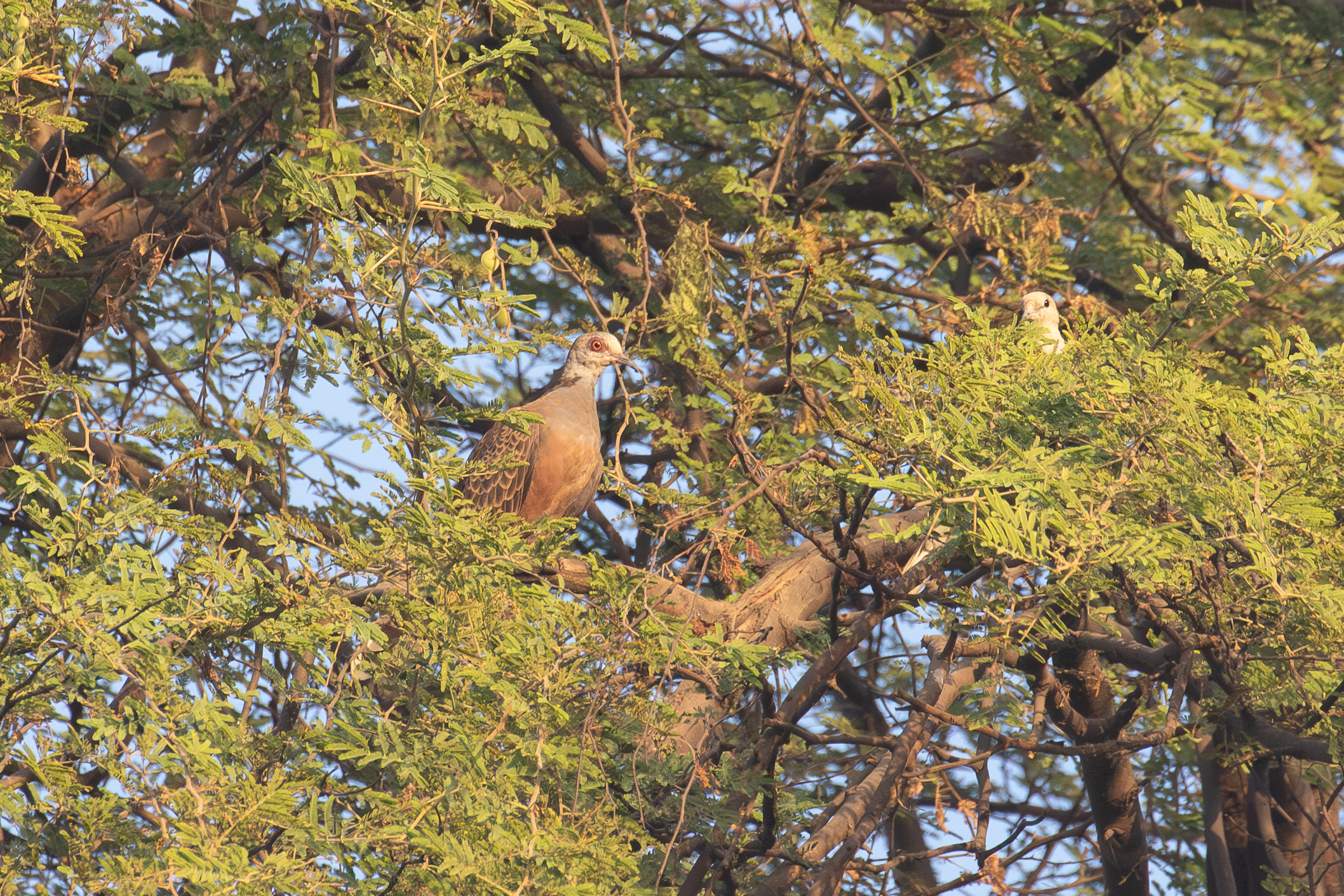 Adamawa Turtle Dove (image by Diedert Koppenol)