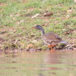 male African Finfoot (image by Diedert Koppenol)