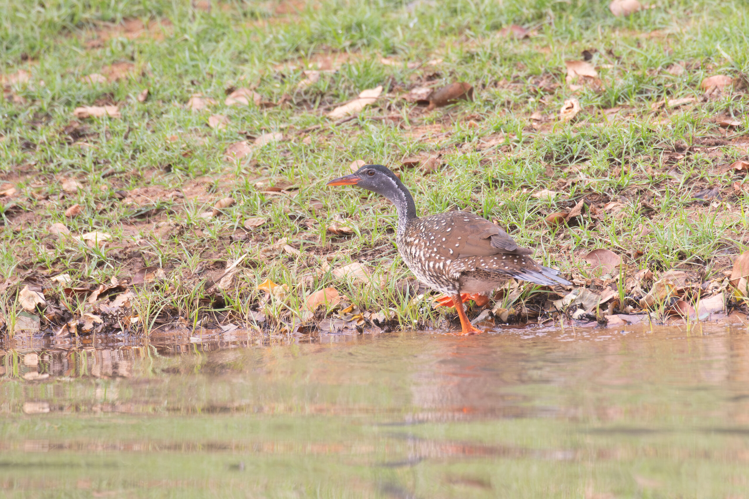 male African Finfoot (image by Diedert Koppenol)