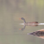 male African Finfoot (image by Diedert Koppenol)