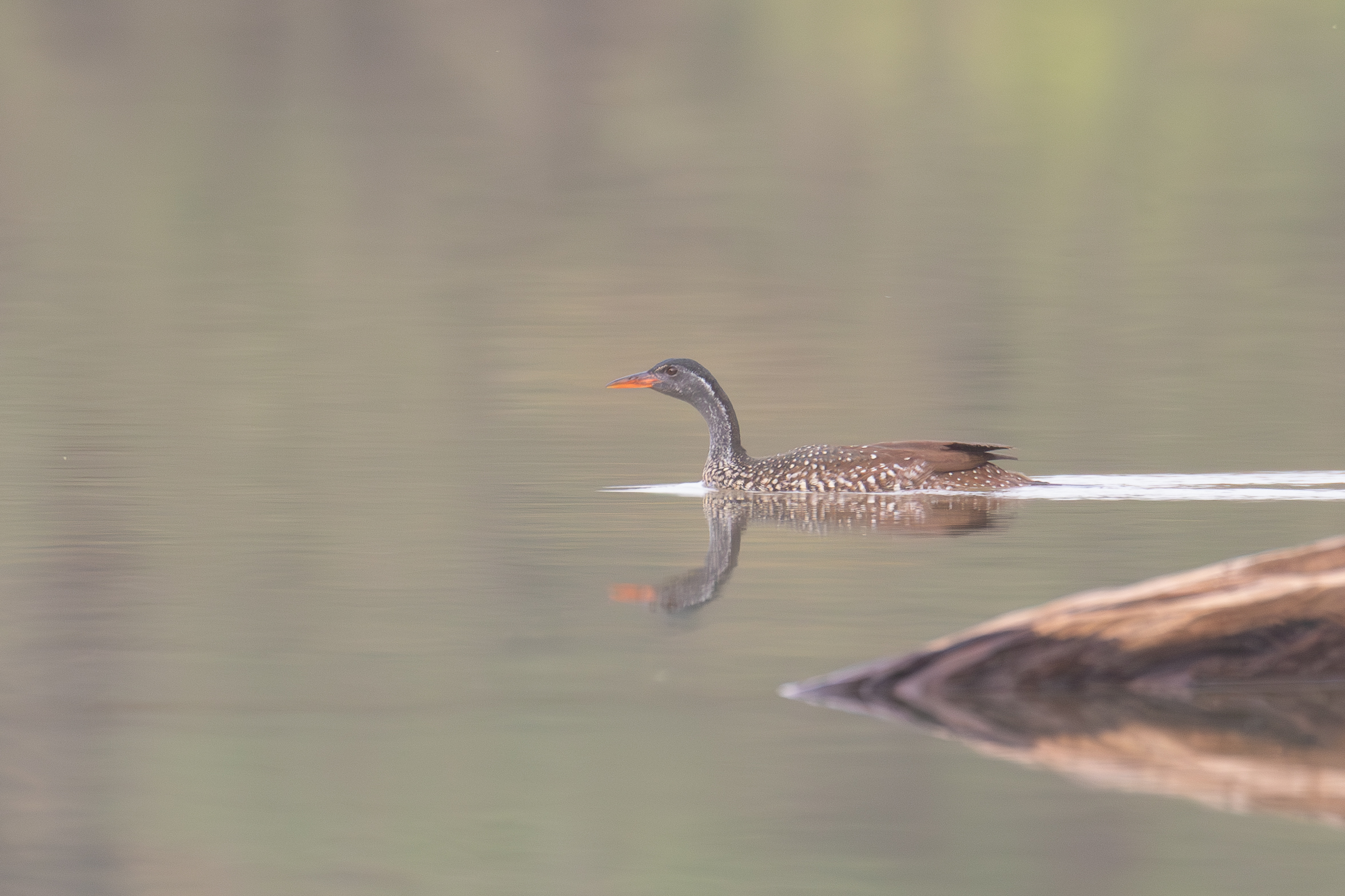 male African Finfoot (image by Diedert Koppenol)