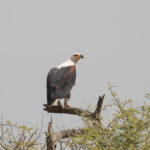 African Fish Eagle (image by Diedert Koppenol)