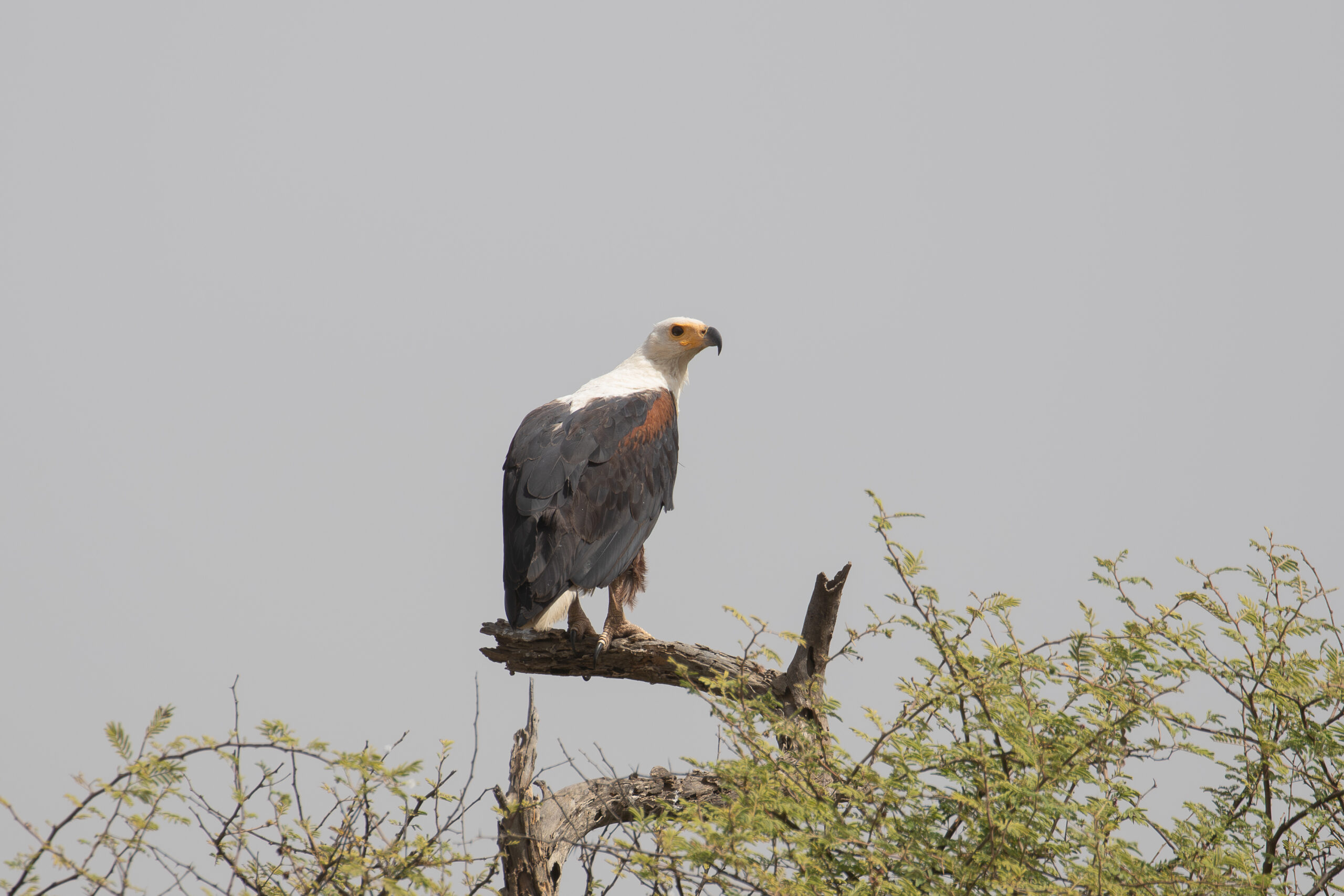 African Fish Eagle (image by Diedert Koppenol)