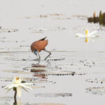 African Jacana (image by Diedert Koppenol)