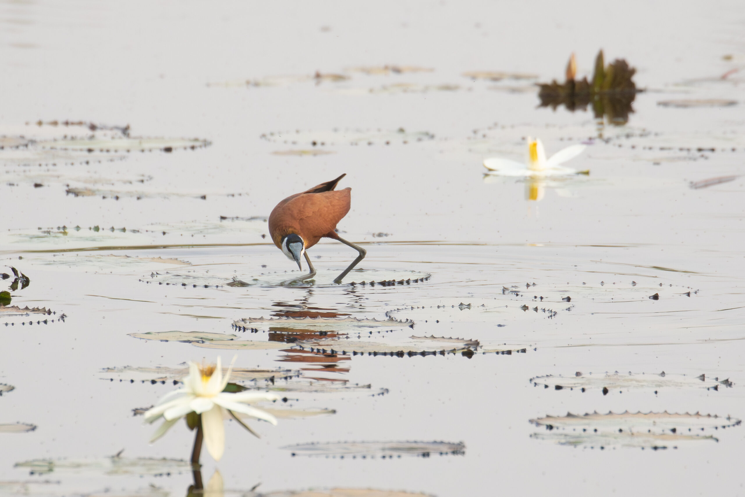 African Jacana (image by Diedert Koppenol)