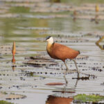 African Jacana (image by Diedert Koppenol)