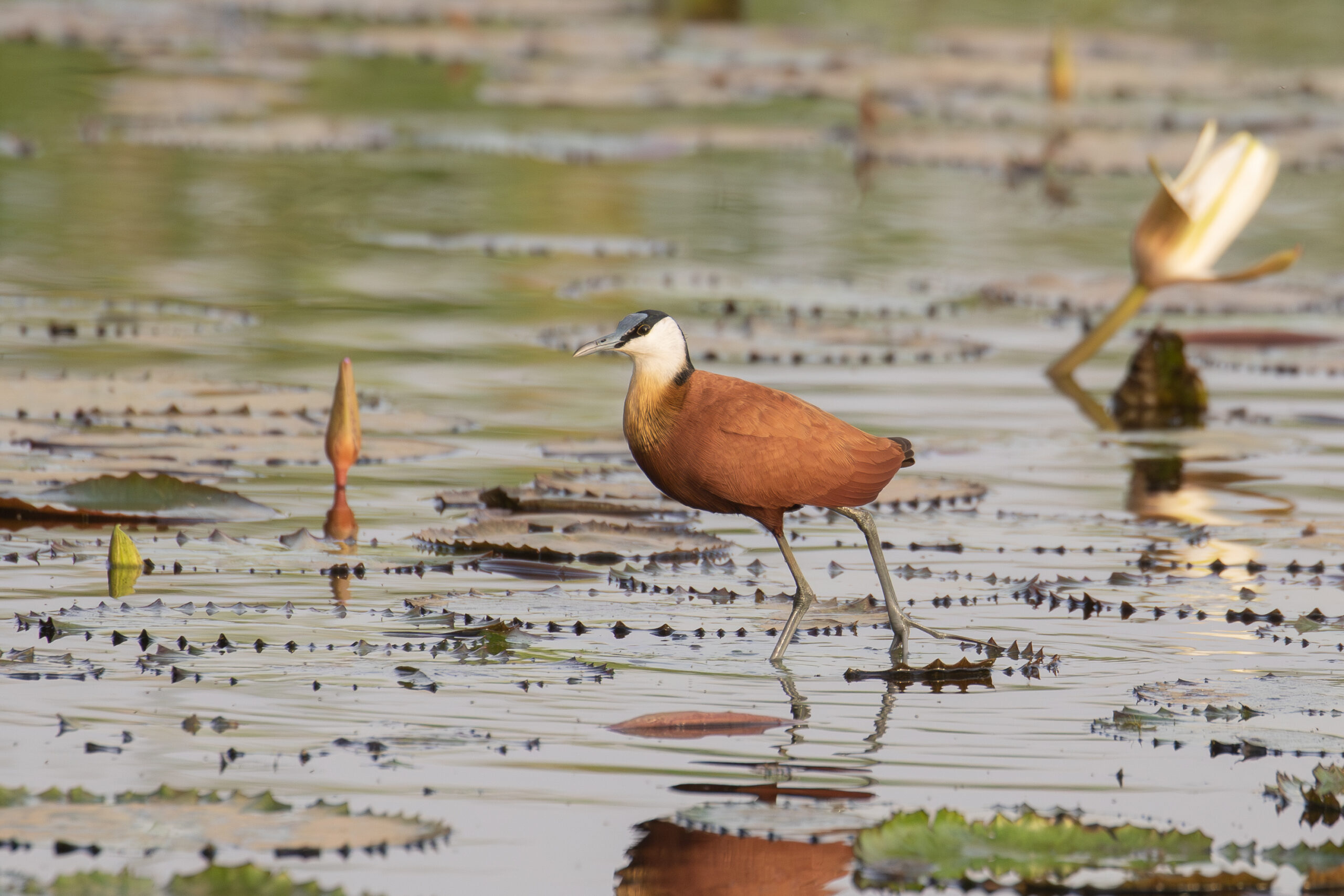 African Jacana (image by Diedert Koppenol)