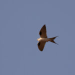 African Scissor-tailed Kite (image by Diedert Koppenol)