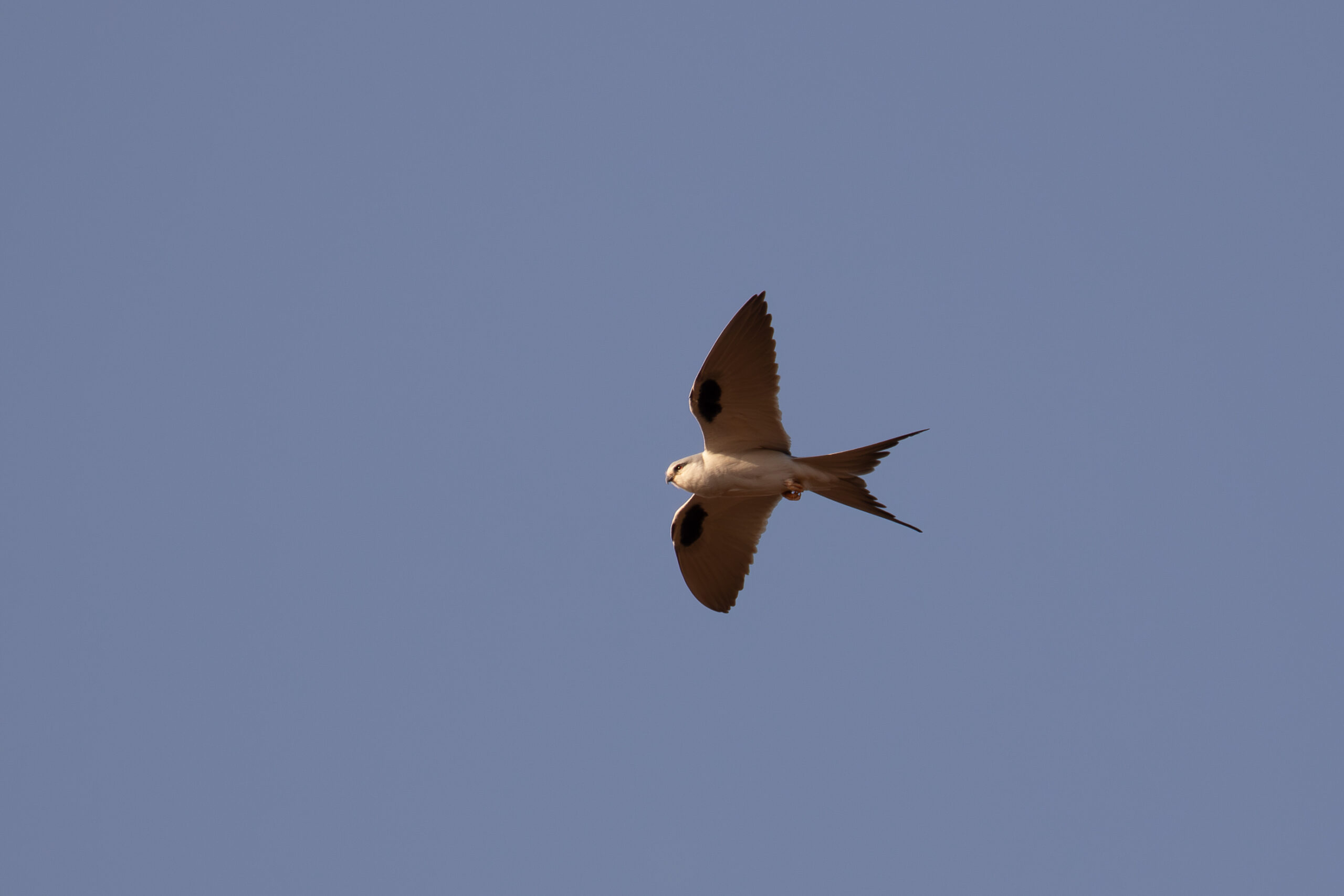 African Scissor-tailed Kite (image by Diedert Koppenol)