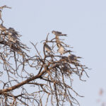 African Scissor-tailed Kites (image by Diedert Koppenol)