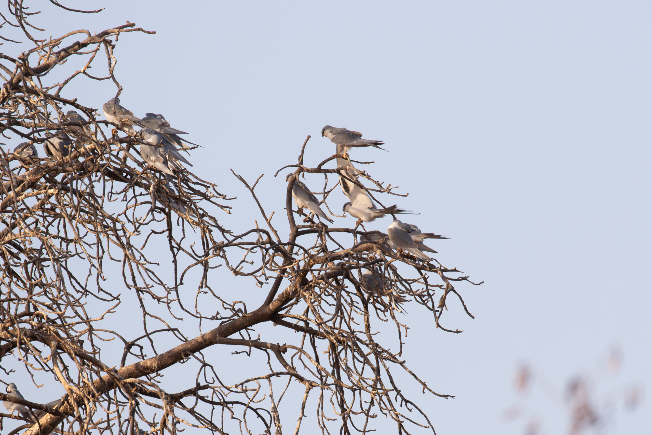 African Scissor-tailed Kites (image by Diedert Koppenol)