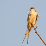African Scissor-tailed Kite (image by Diedert Koppenol)