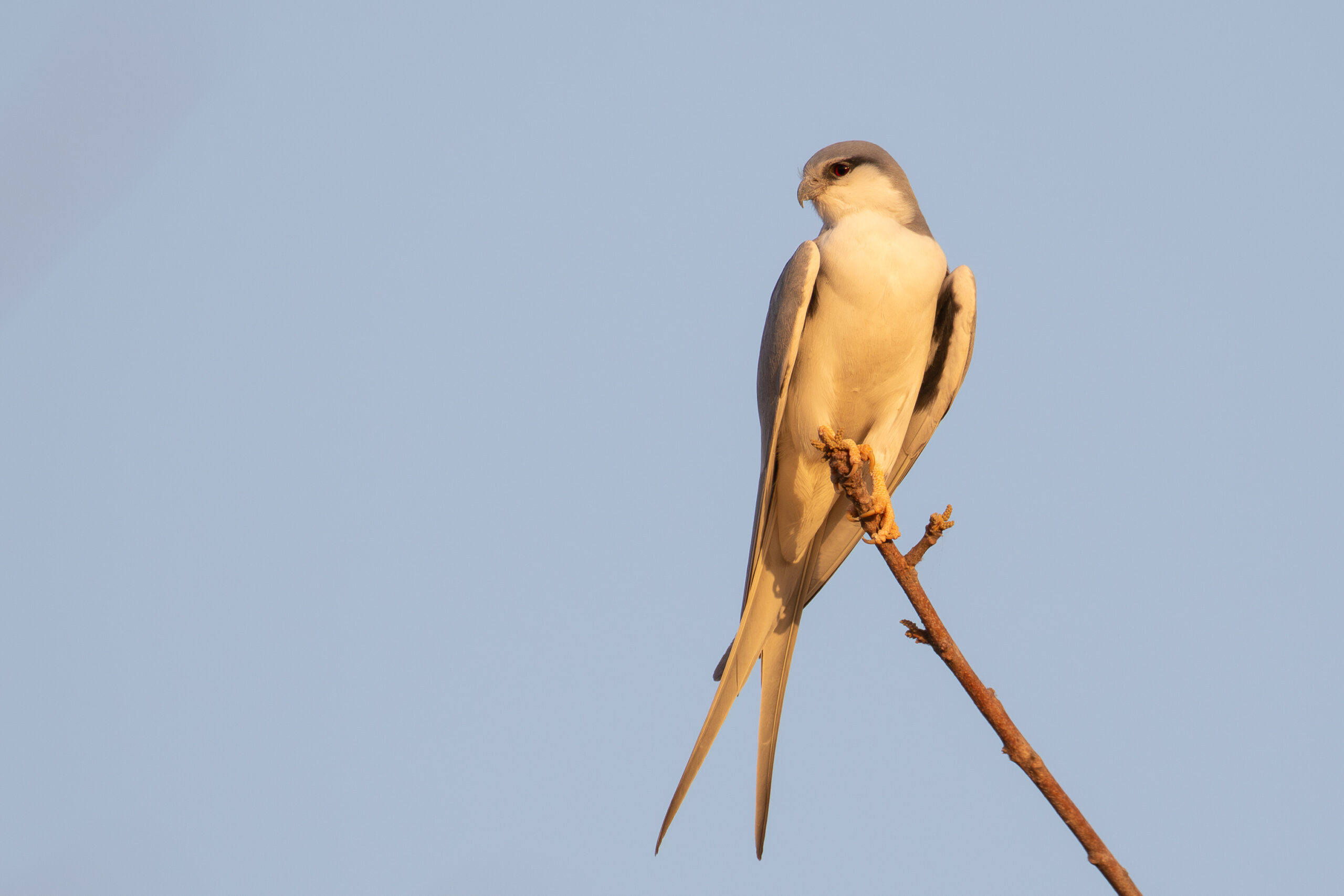 African Scissor-tailed Kite (image by Diedert Koppenol)