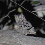 African Scops Owl (image by Diedert Koppenol)
