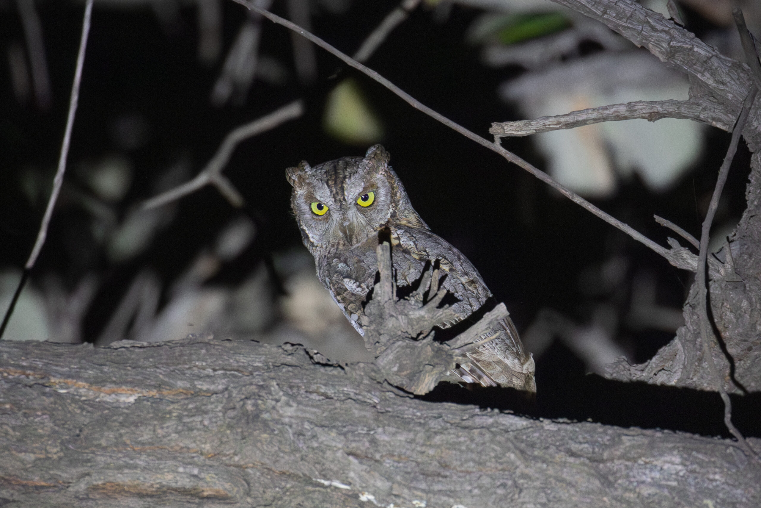 African Scops Owl (image by Diedert Koppenol)