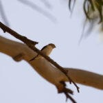 African Silverbill (image by Diedert Koppenol)