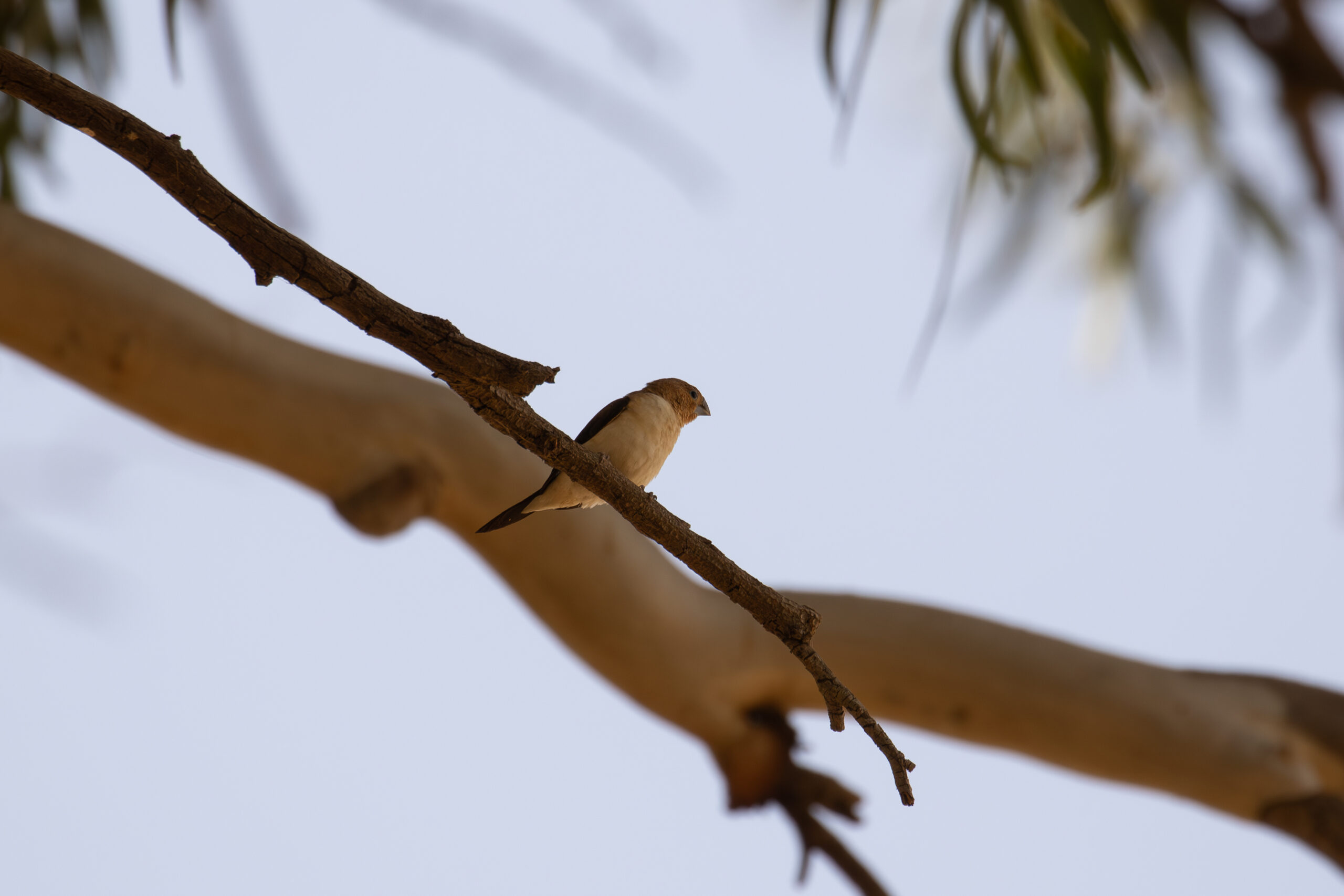 African Silverbill (image by Diedert Koppenol)