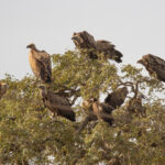 African White-backed, Rüppell's, Hooded en Eurasian Griffon Vultures (image by Diedert Koppenol)