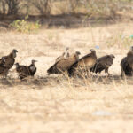 White-backed, Rüppell's, Hooded en Eurasian Griffon Vultures (image by Diedert Koppenol)