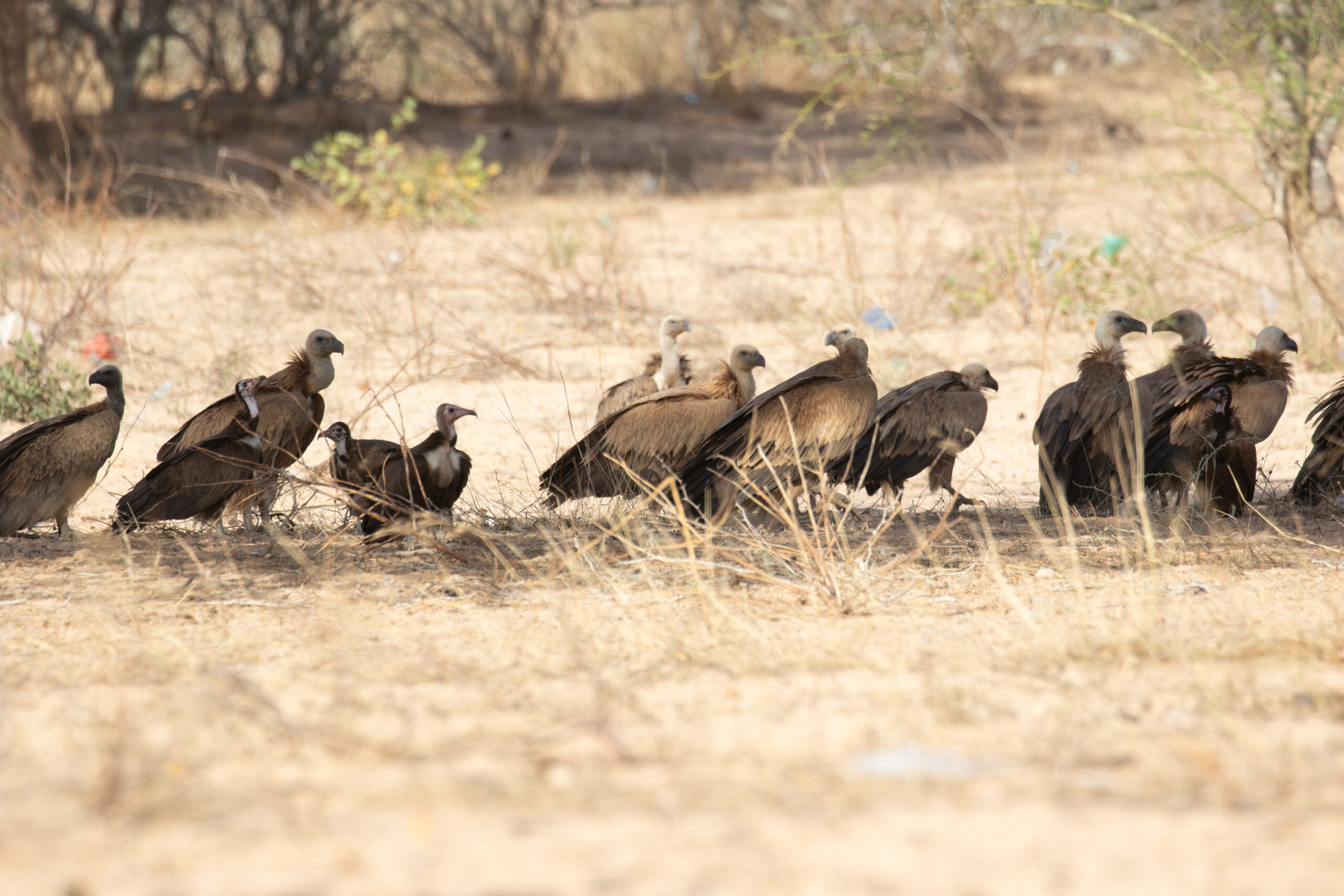 White-backed, Rüppell's, Hooded en Eurasian Griffon Vultures (image by Diedert Koppenol)