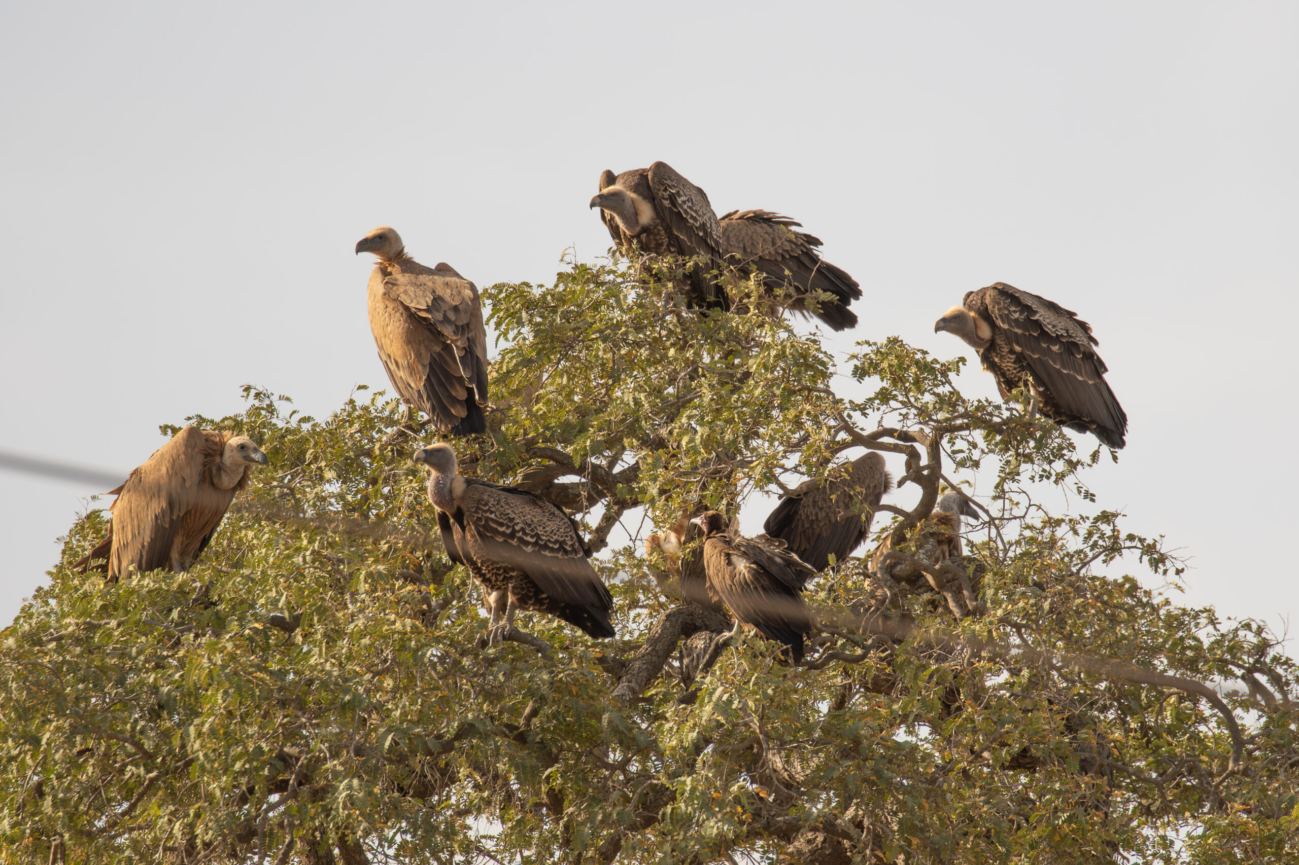 African White-backed, Rüppell's, Hooded en Eurasian Griffon Vultures (image by Diedert Koppenol)
