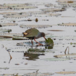 Allen's Gallinule (image by Diedert Koppenol)