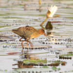 juvenile Allen's Gallinule (image by Diedert Koppenol)