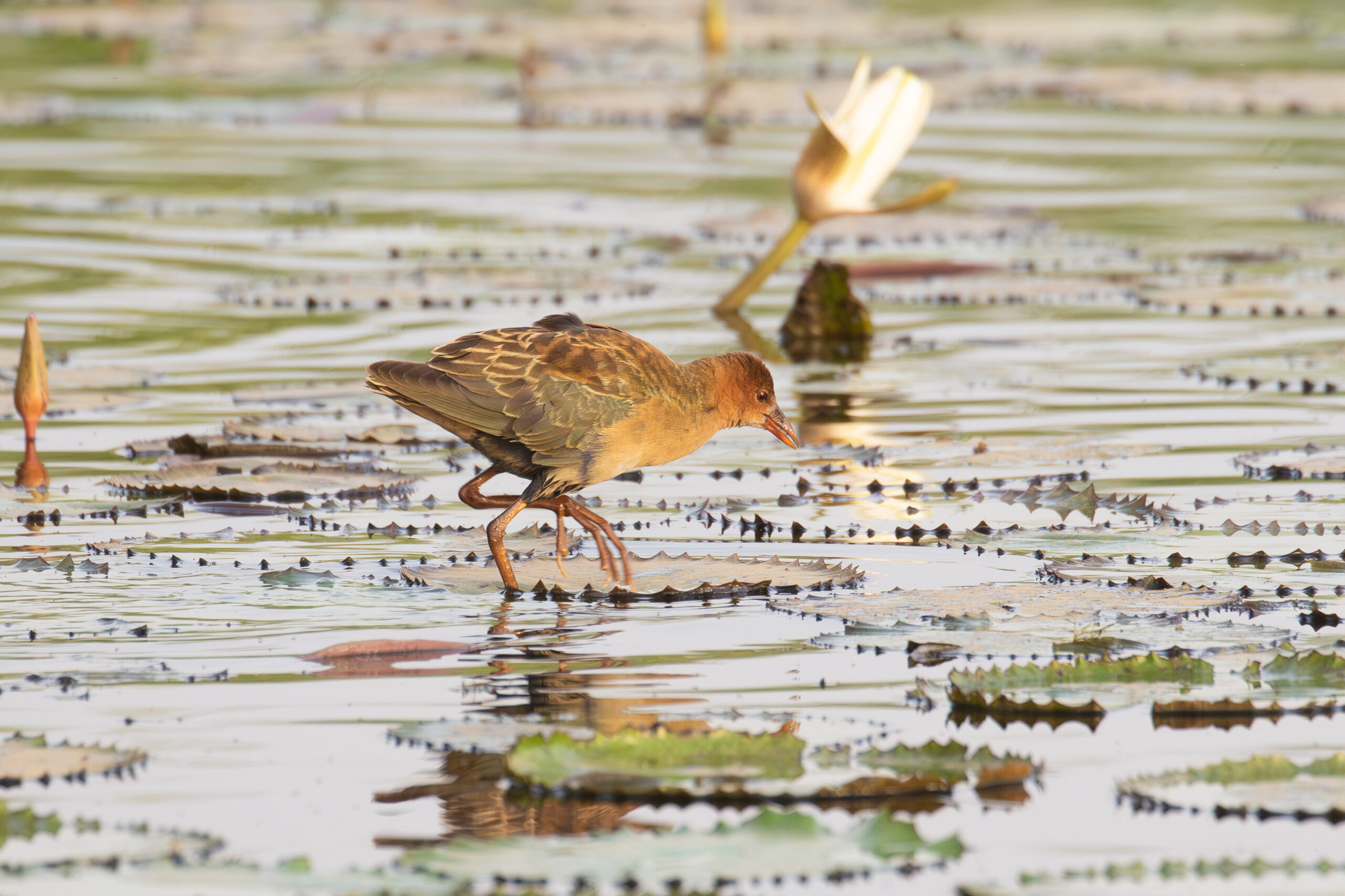 juvenile Allen's Gallinule (image by Diedert Koppenol)