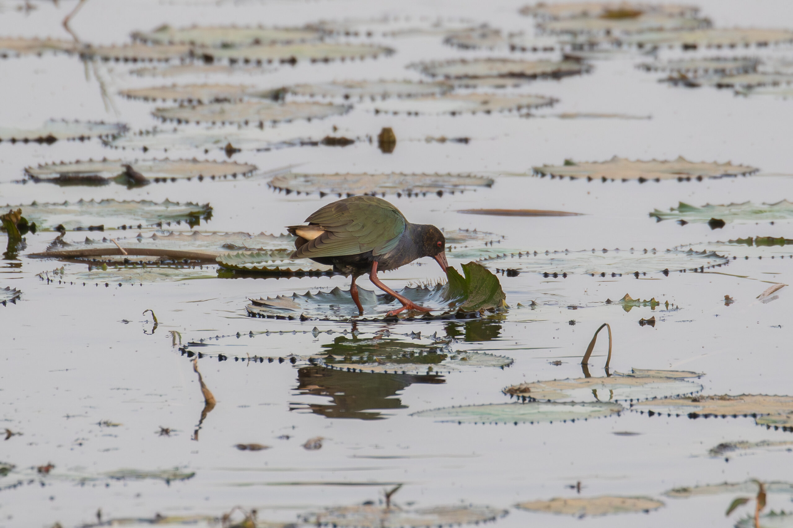 Allen's Gallinule (image by Diedert Koppenol)