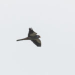 Amur Falcon (image by Diedert Koppenol)