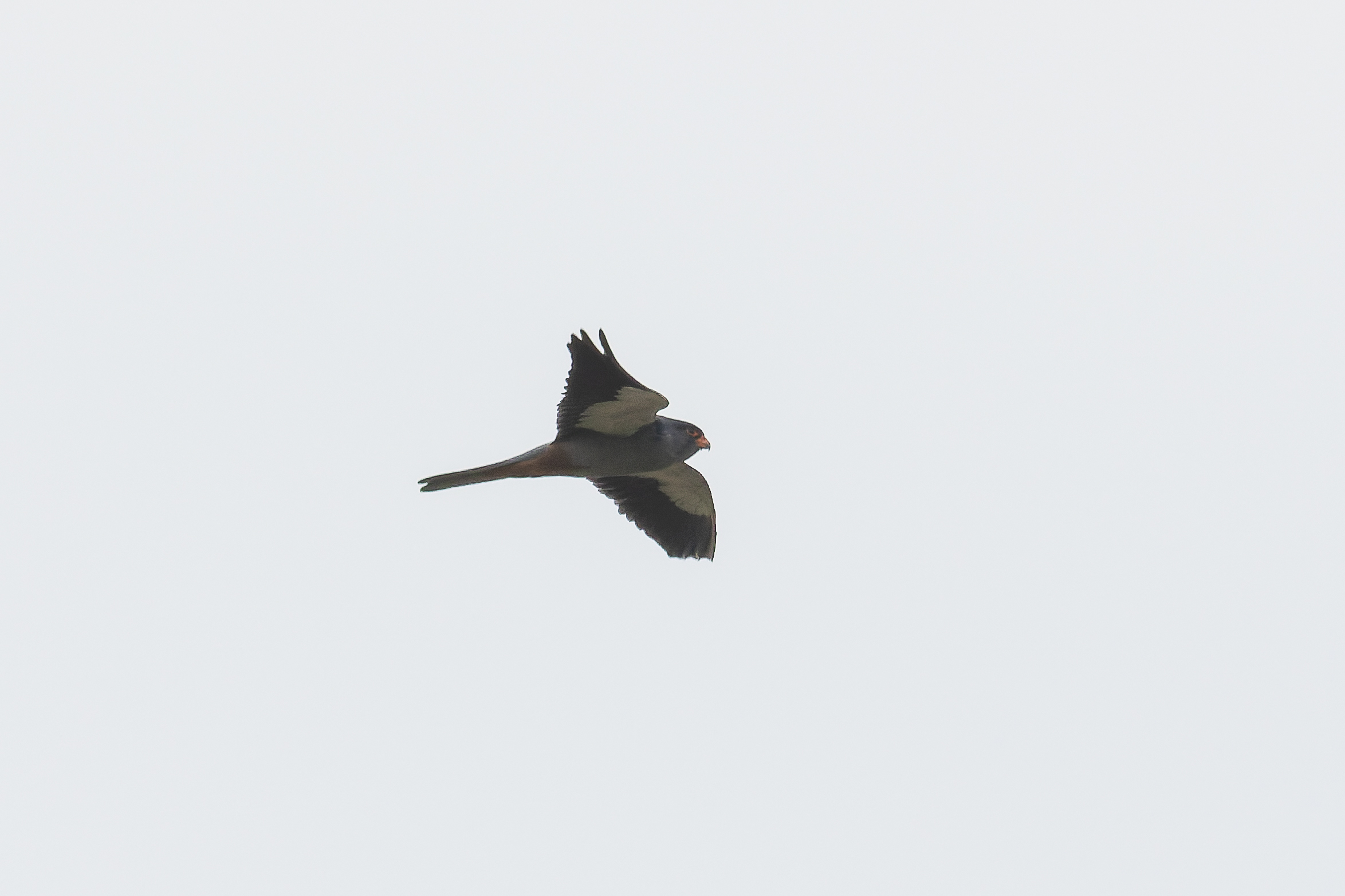 Amur Falcon (image by Diedert Koppenol)
