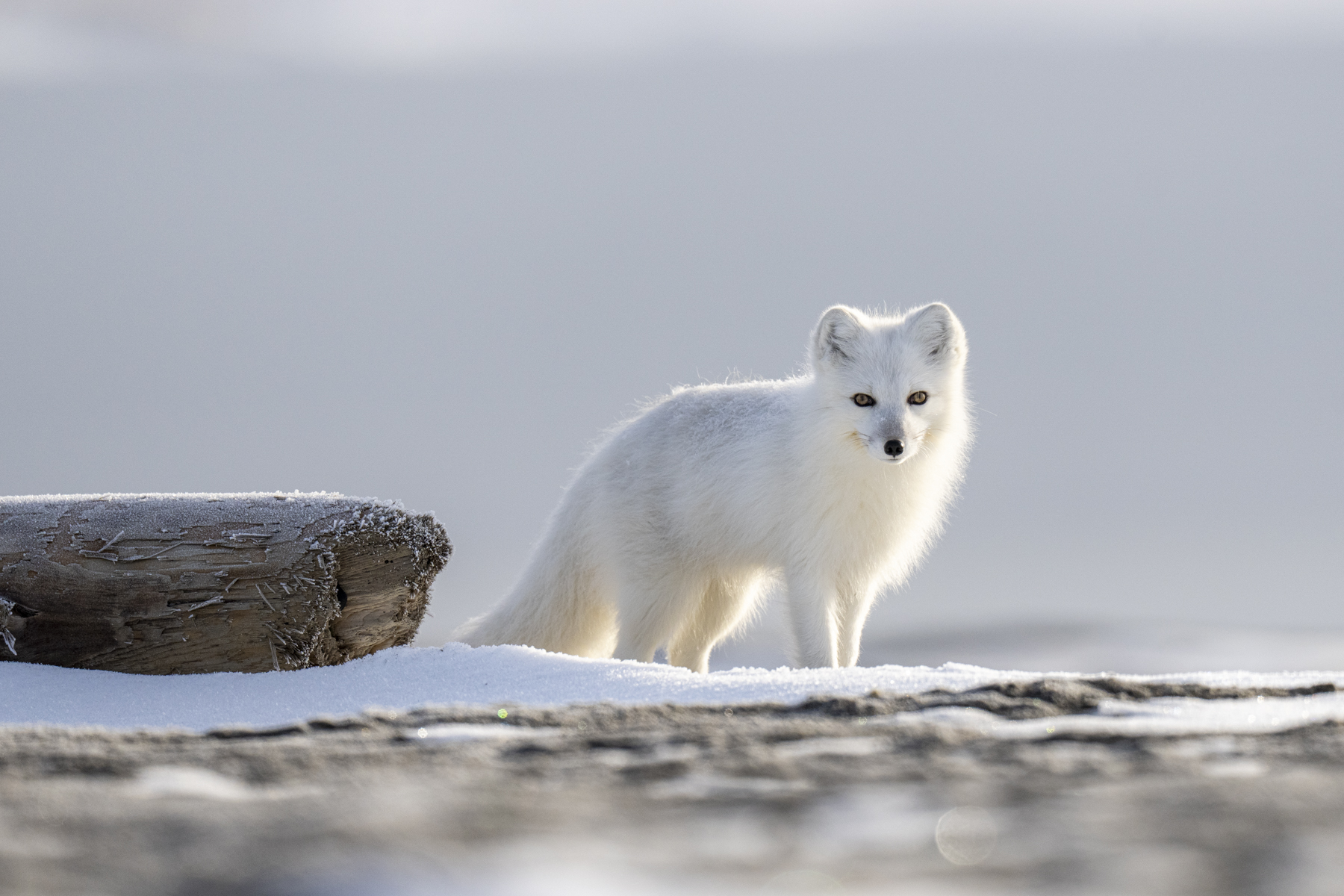 Arctic Fox (image by Mark Beaman)