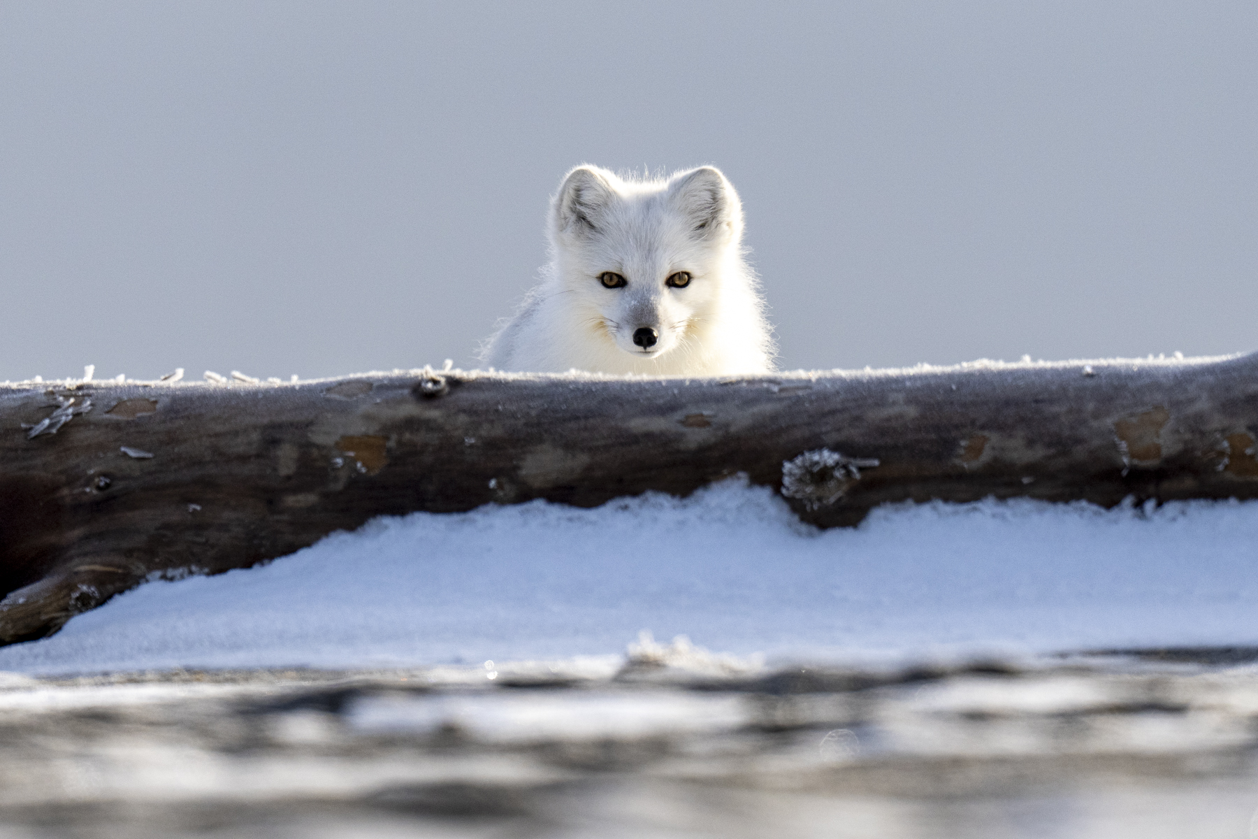 Arctic Fox (image by Mark Beaman)