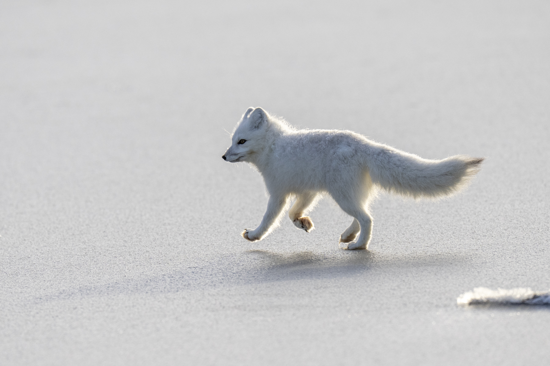 Arctic Fox (image by Mark Beaman)