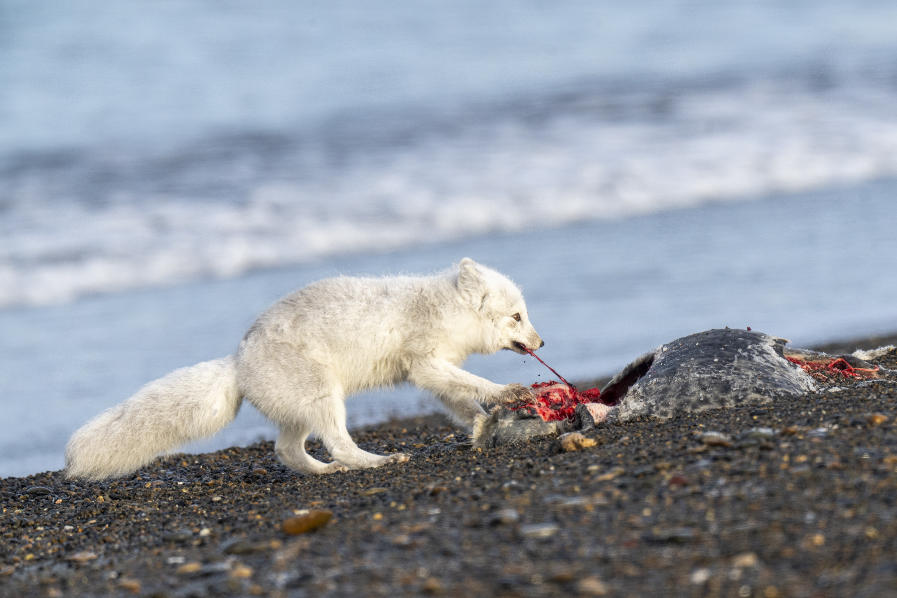 Arctic Fox (image by Mark Beaman)