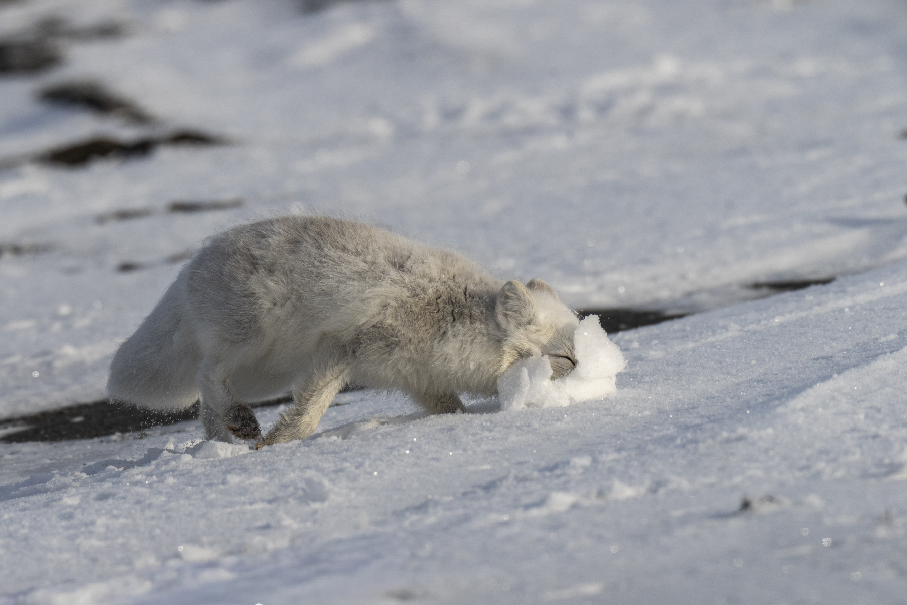 Arctic Fox (image by Mark Beaman)