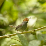 Ashy Tailorbird (image by Trevor Ellery)
