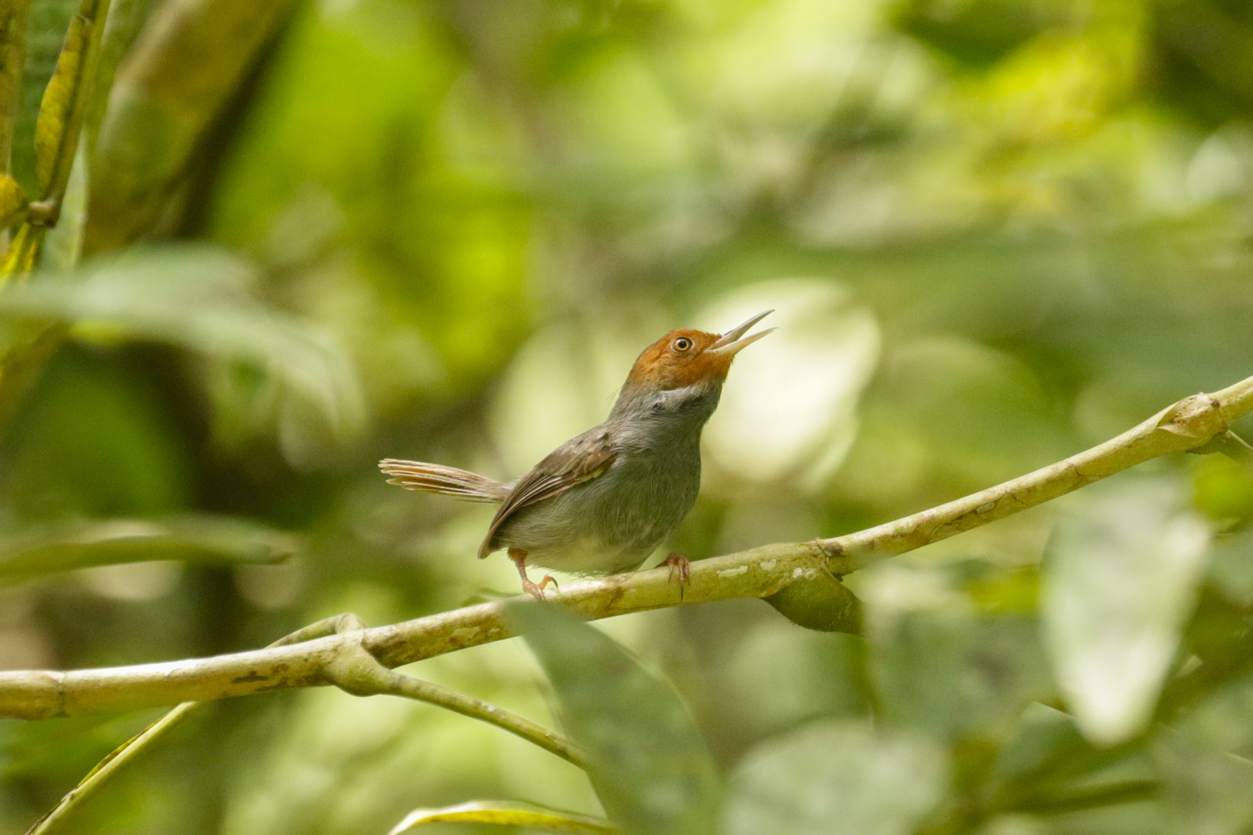 Ashy Tailorbird (image by Trevor Ellery)