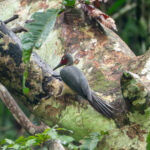 Ashy Woodpecker (image by Dave Farrow)