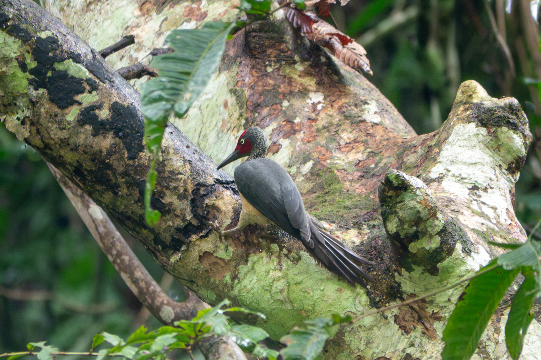 Ashy Woodpecker (image by Dave Farrow)