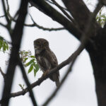 Asian Barred Owlet (image by Diedert Koppenol)